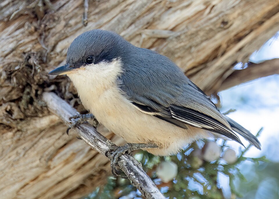 Pygmy Nuthatch