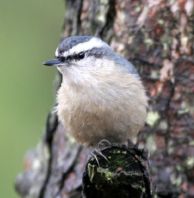 Chinese Nuthatch