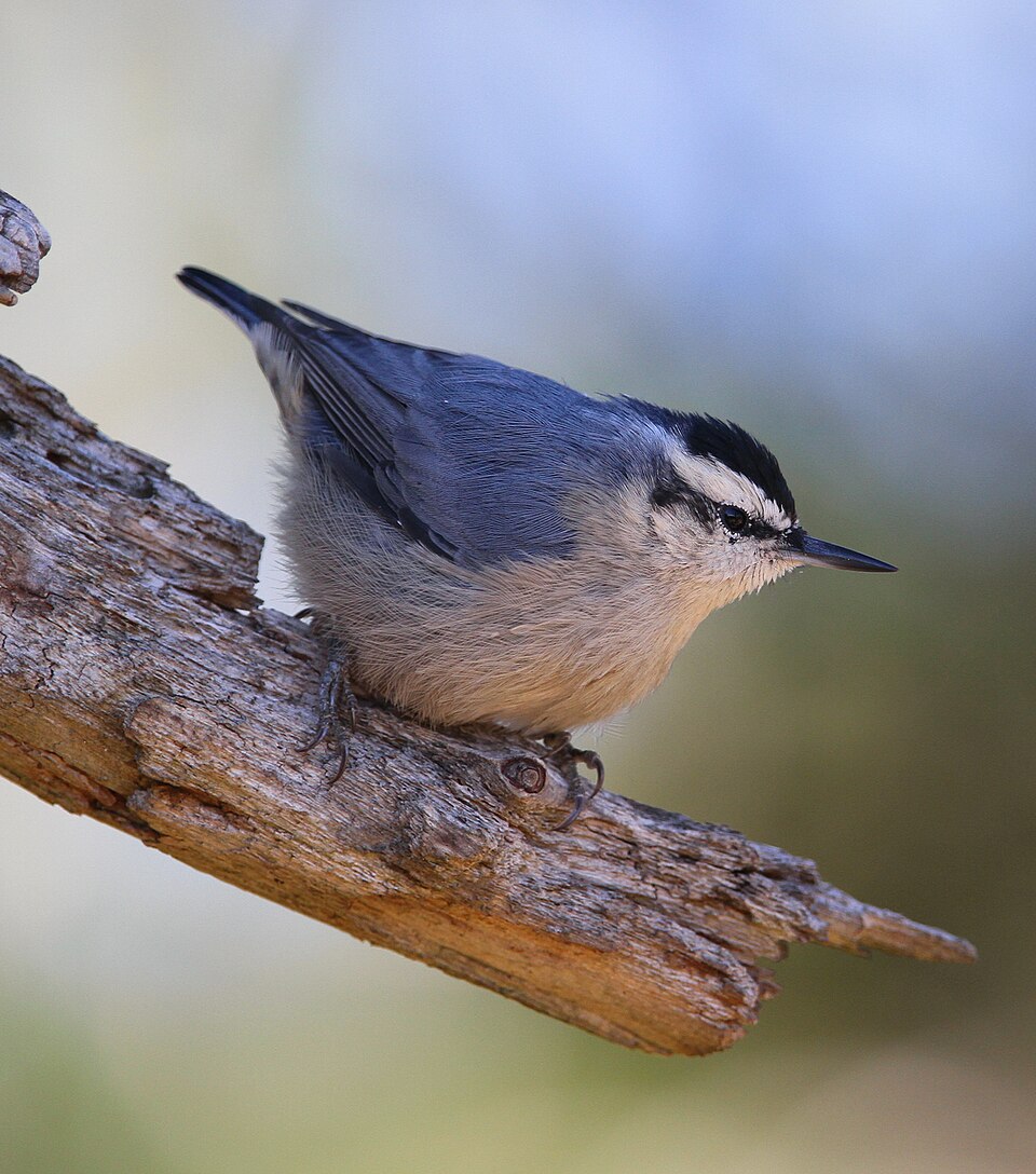 Corsican Nuthatch