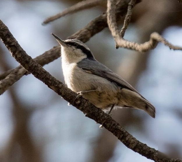 Yunnan Nuthatch