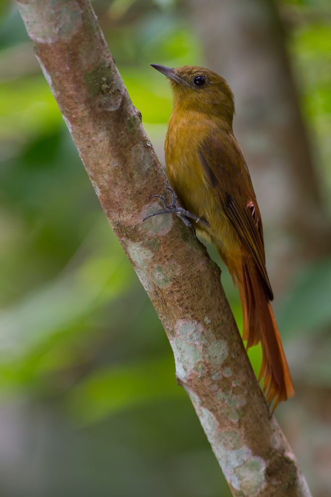 Olivaceous Woodcreeper