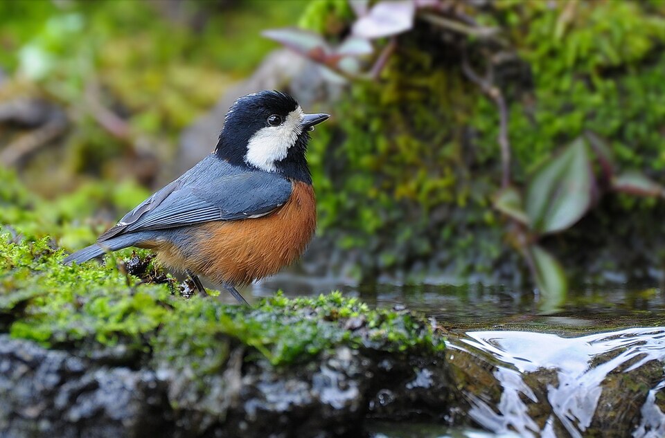 Chestnut-bellied Tit