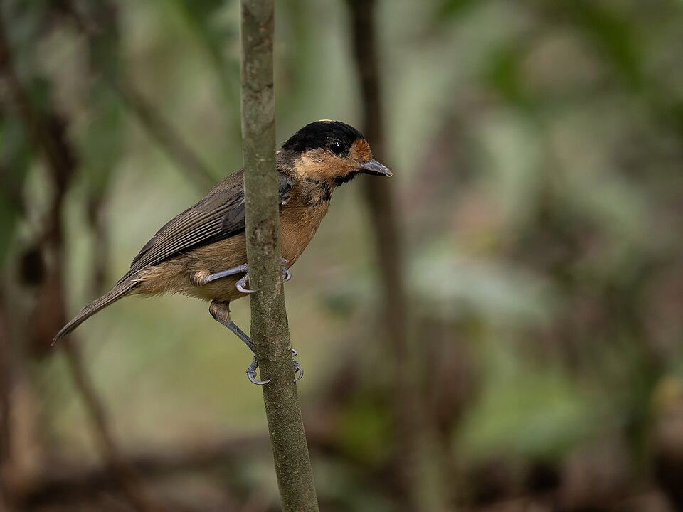 Iriomote Tit