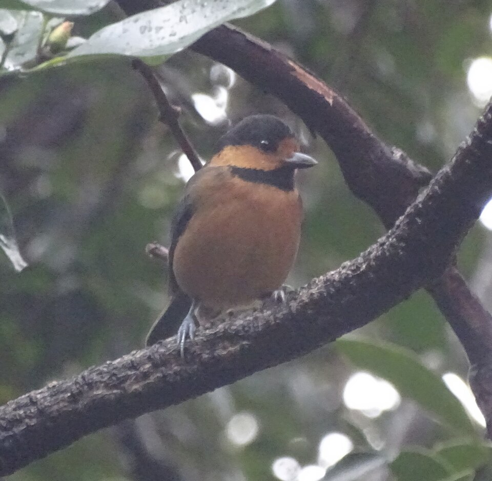 Owston's Tit