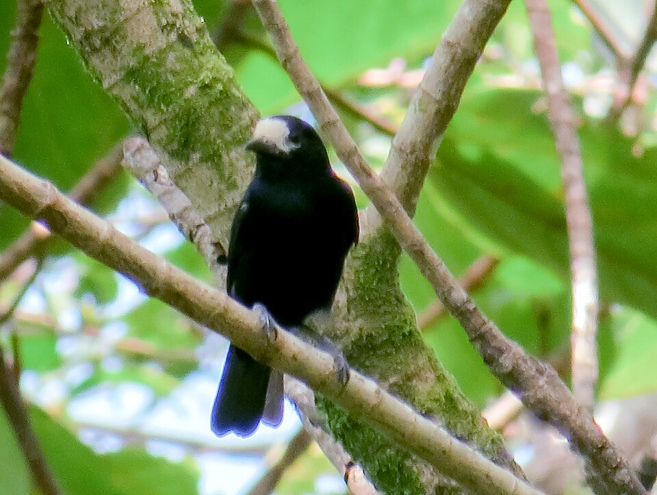 White-fronted Tit