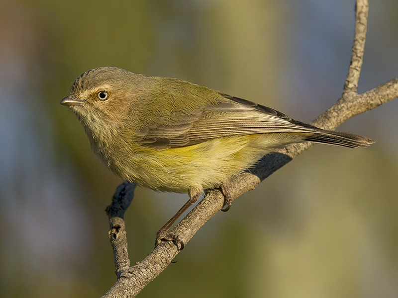Weebill