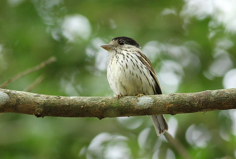 African Broadbill