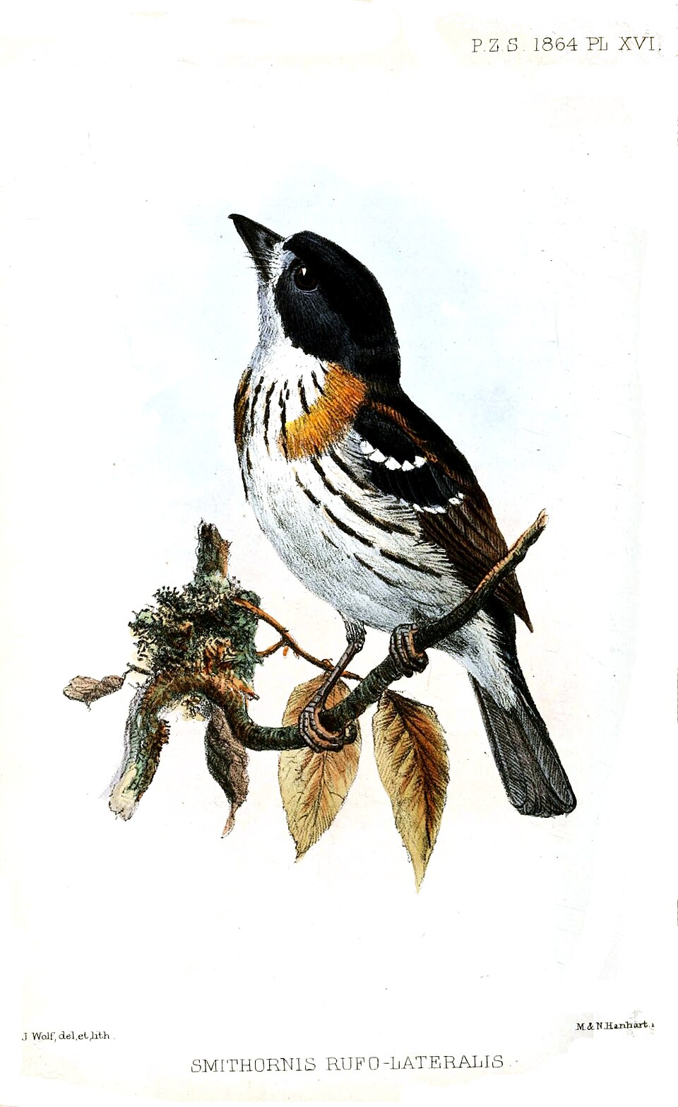 Rufous-sided Broadbill