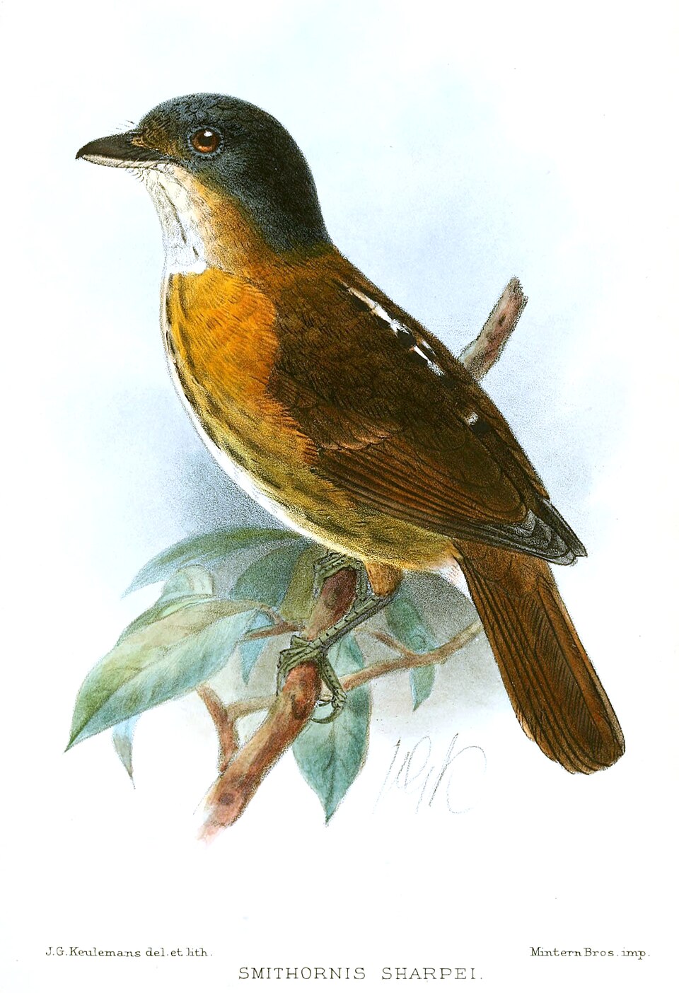 Grey-headed Broadbill