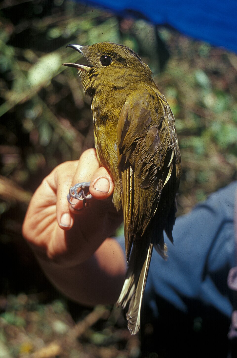 Olivaceous Piha