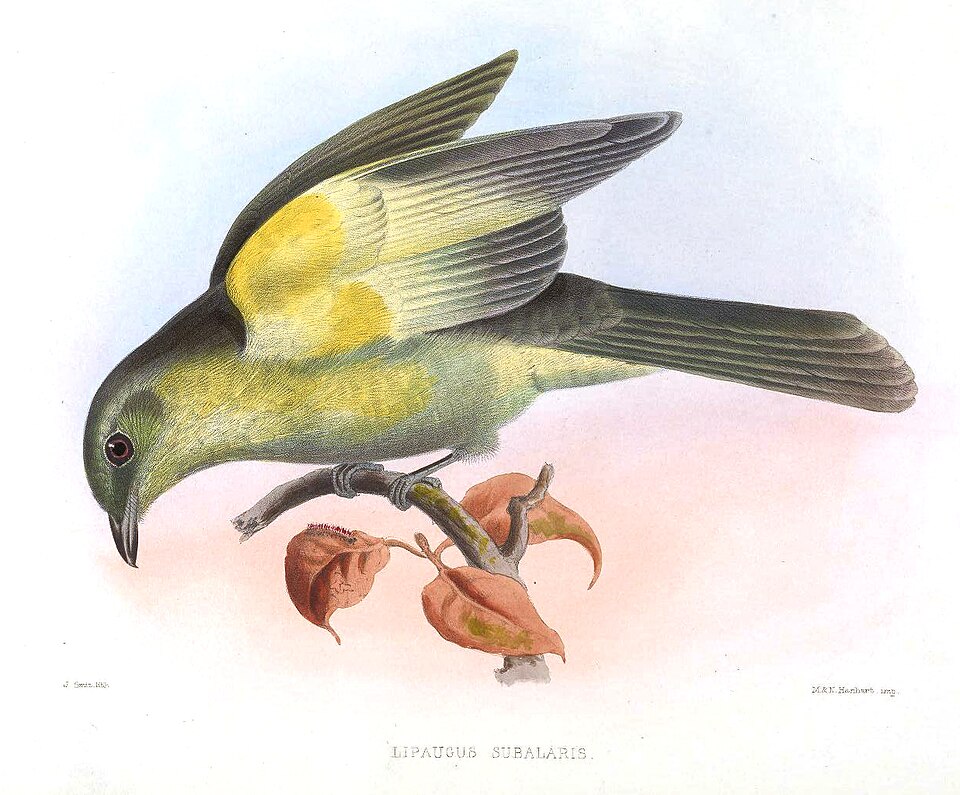 Grey-tailed Piha