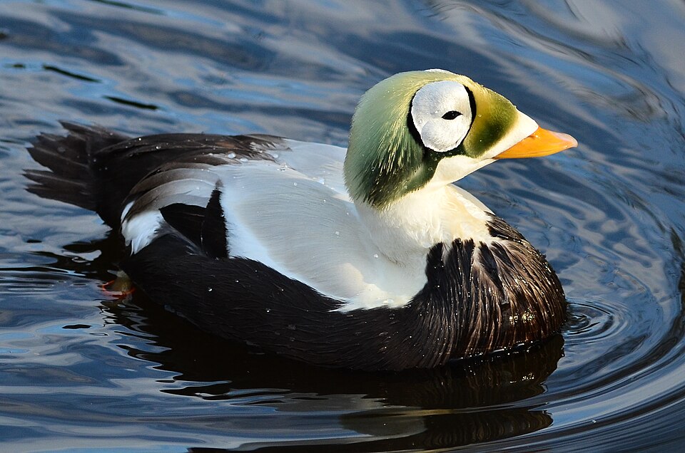 Spectacled Eider
