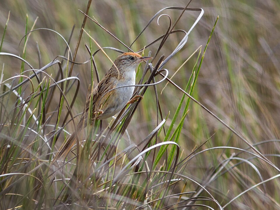 Bay-capped Wren-Spinetail