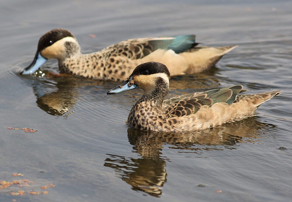 Blue-billed Teal