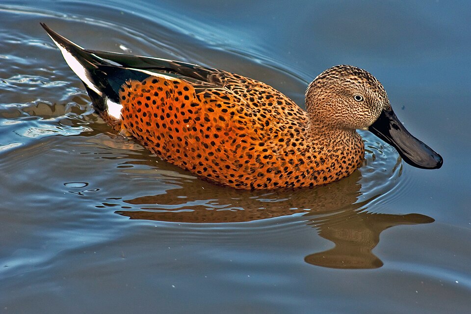 Red Shoveler