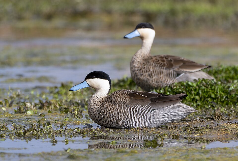 Puna Teal