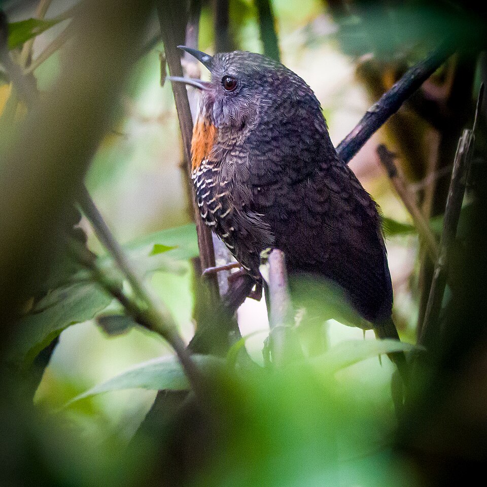 Mishmi Wren-Babbler