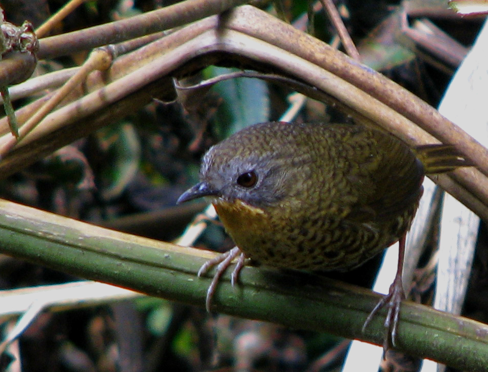 Rufous-throated Wren-Babbler