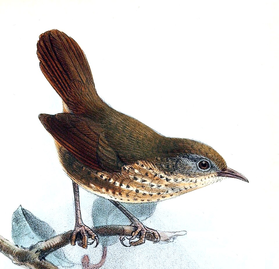 Naga Wren-Babbler