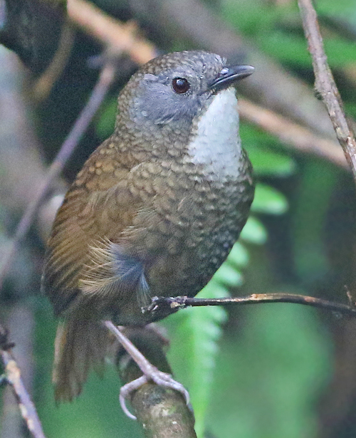 Pale-throated Wren-Babbler
