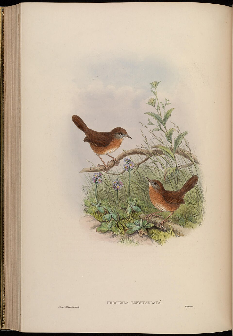 Tawny-breasted Wren-Babbler