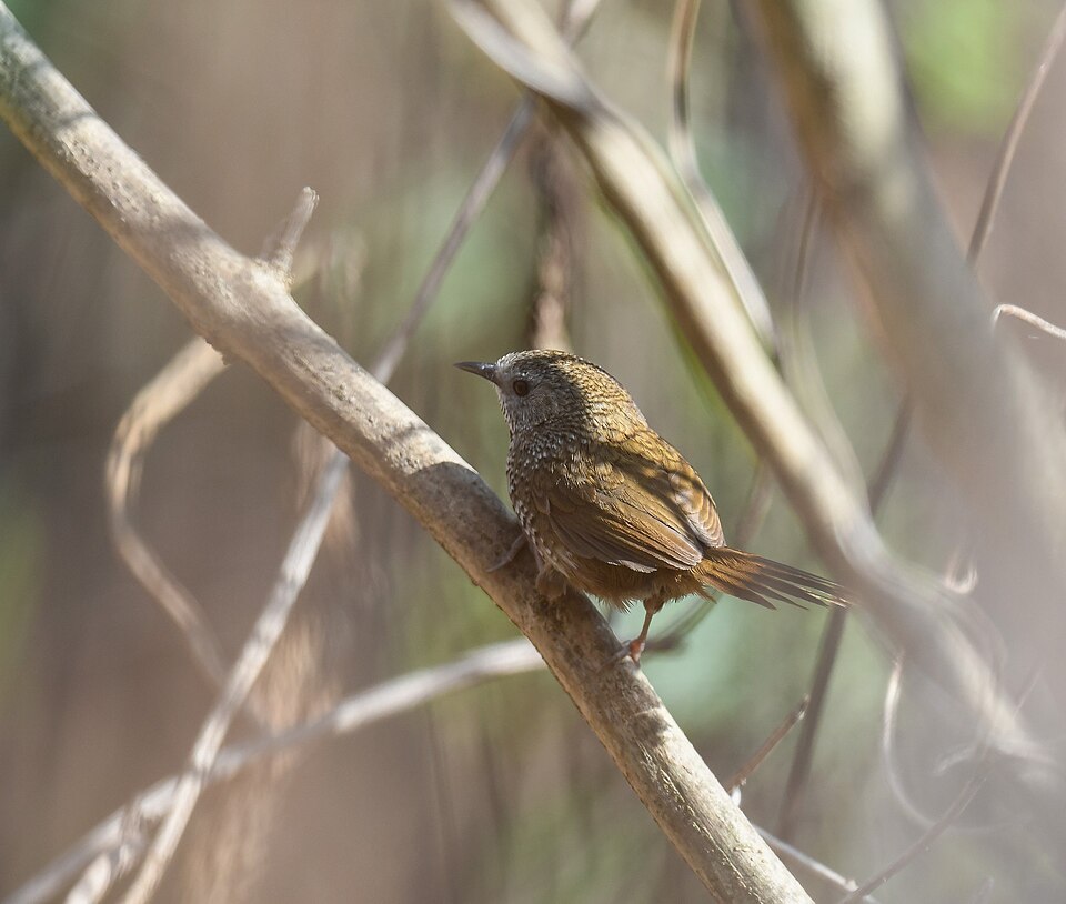 Chin Hills Wren-Babbler