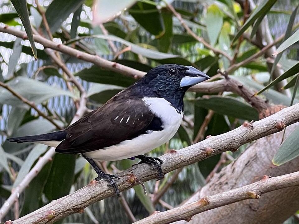 Magpie Mannikin