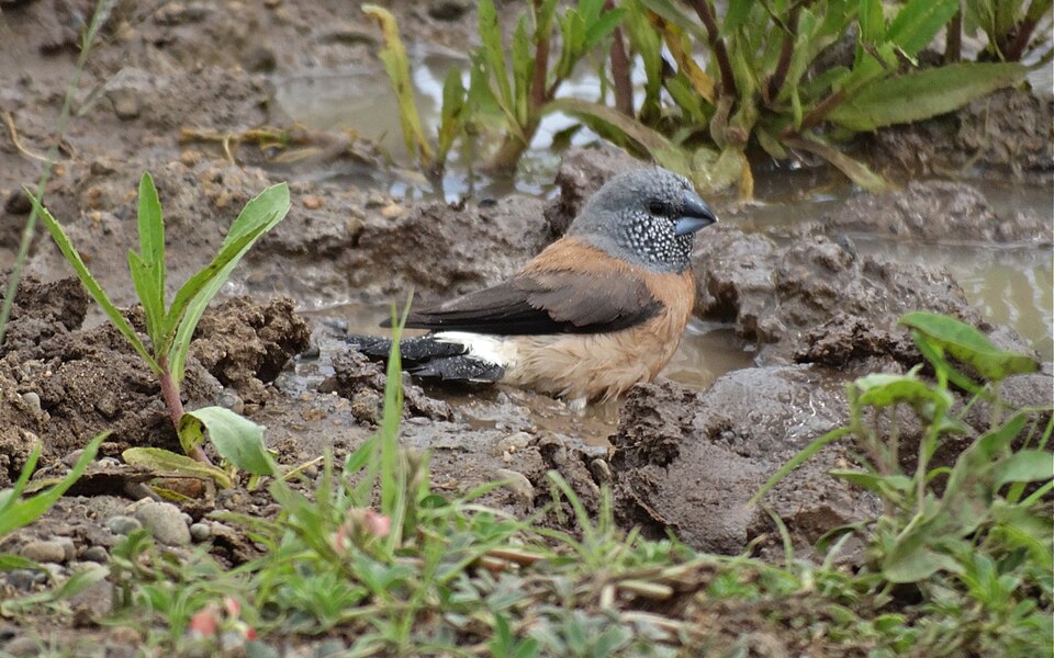 Grey-headed Silverbill