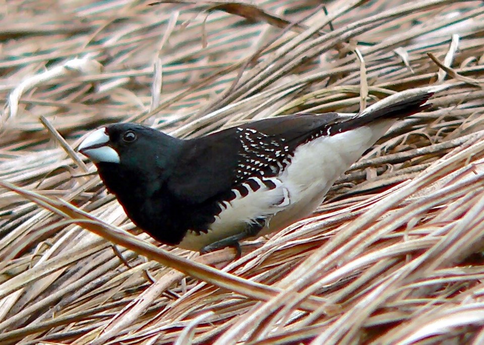 Red-backed Mannikin