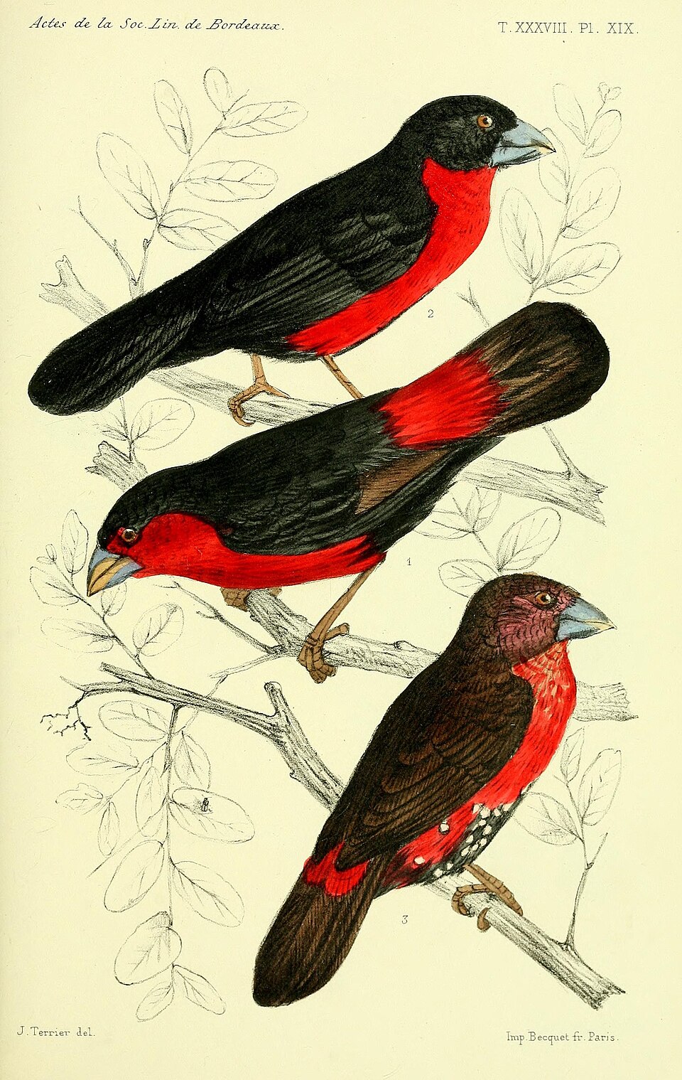 Western Bluebill