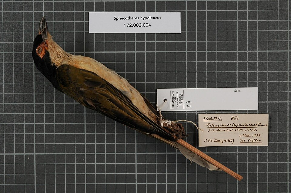Wetar Figbird