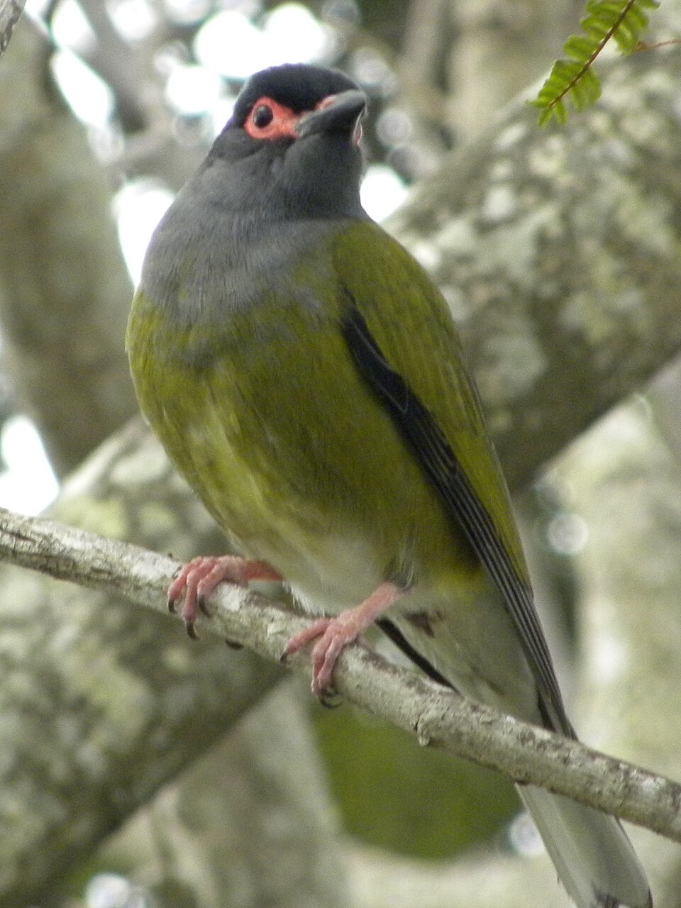Australasian Figbird