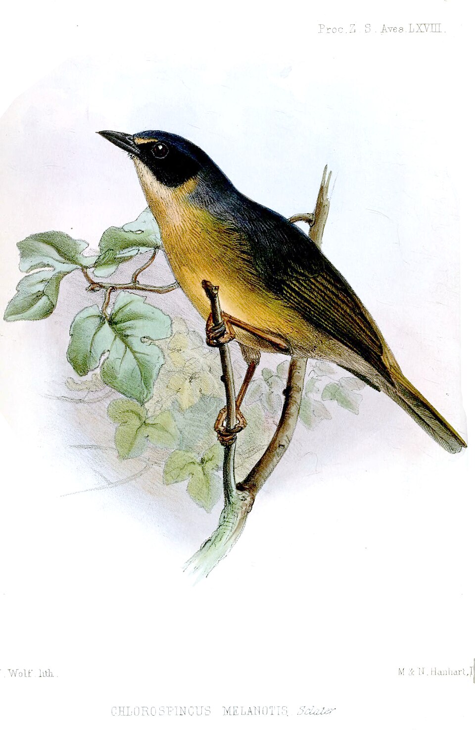 Black-eared Hemispingus