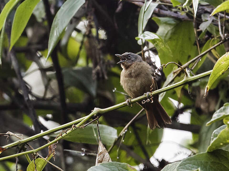 Western Hemispingus