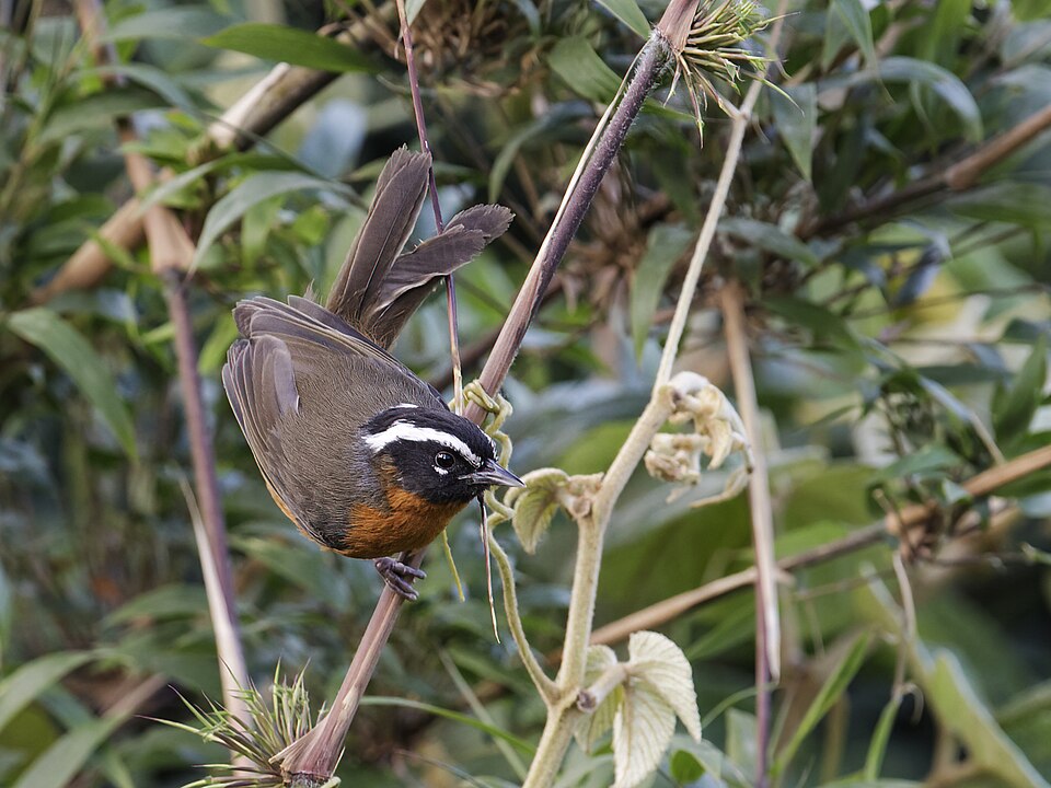 Piura Hemispingus