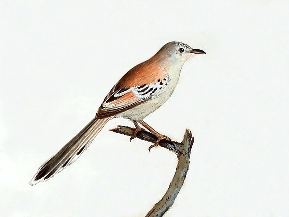 Cricket Warbler