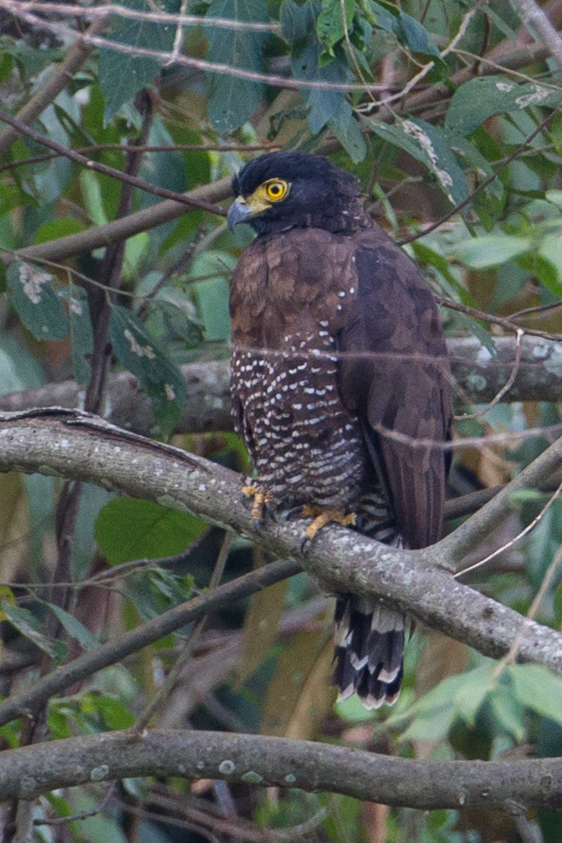 Sulawesi Serpent Eagle