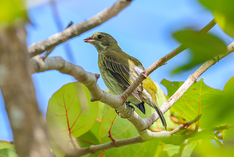 Puerto Rican Spindalis