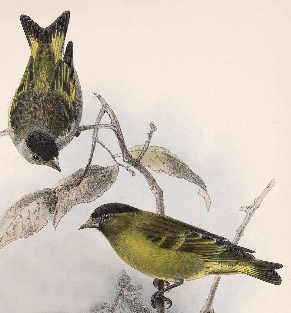 Black-capped Siskin