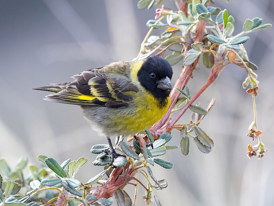 Thick-billed Siskin