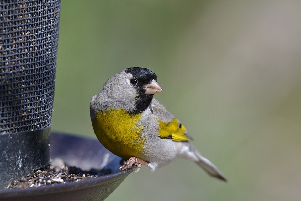 Lawrence's Goldfinch