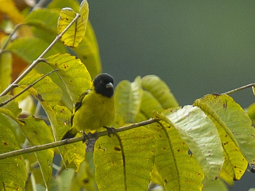 Olivaceous Siskin
