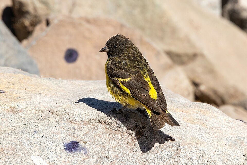 Yellow-rumped Siskin