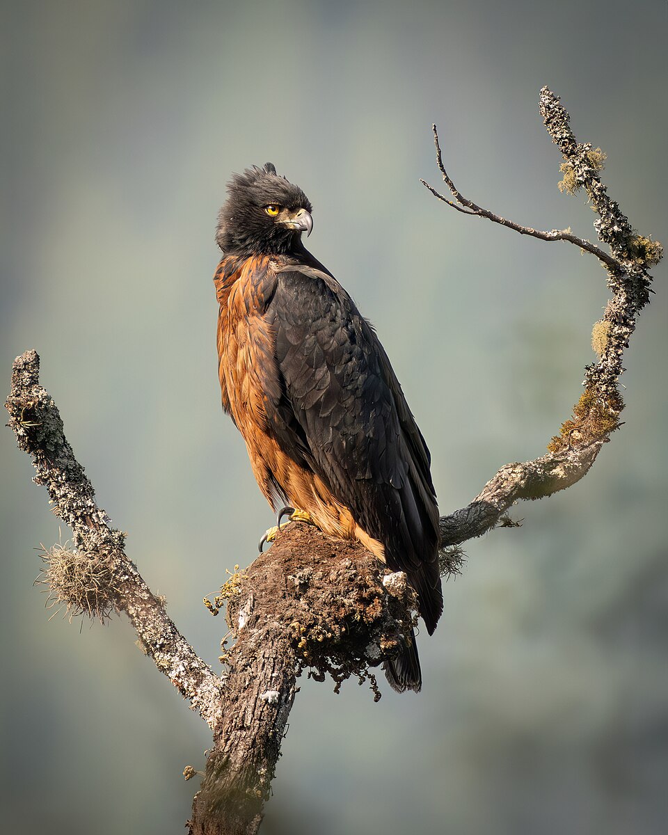 Black-and-chestnut Eagle