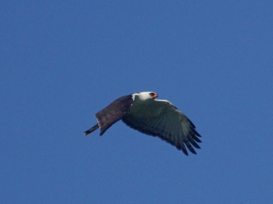 Black-and-white Hawk-Eagle