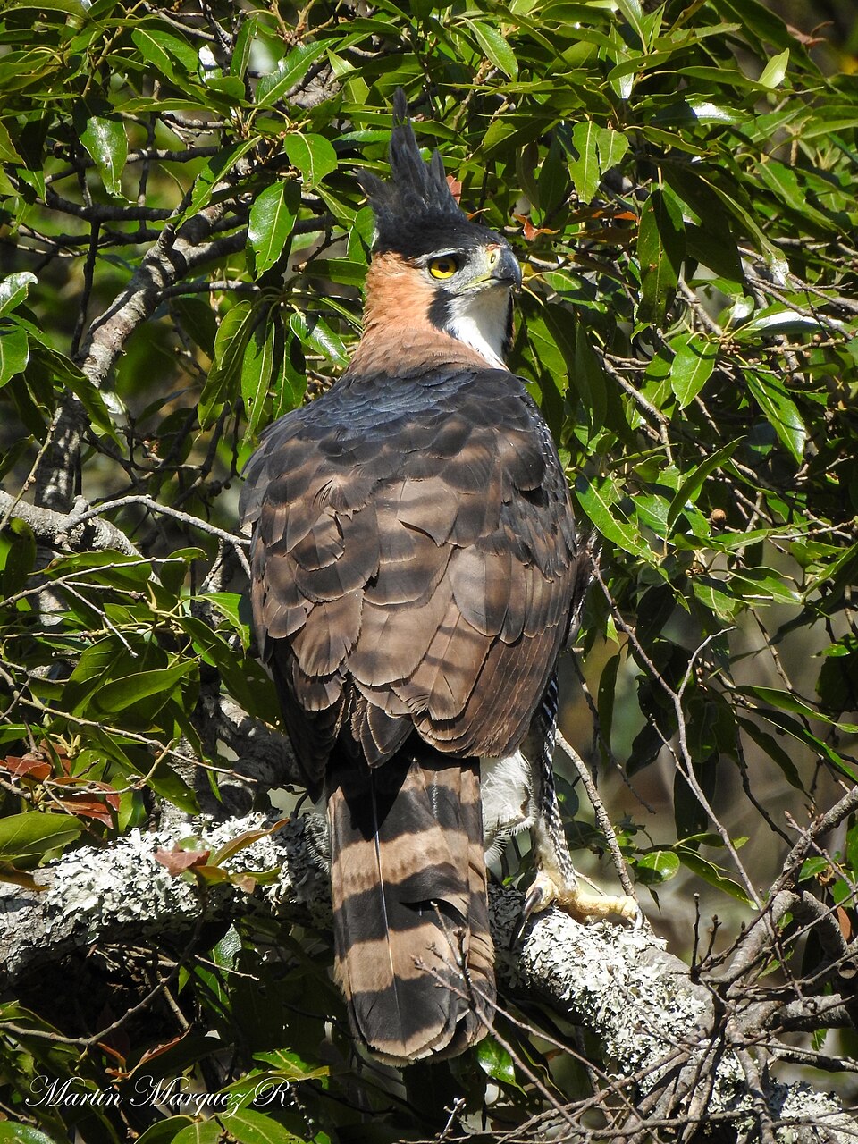 Ornate Hawk-Eagle