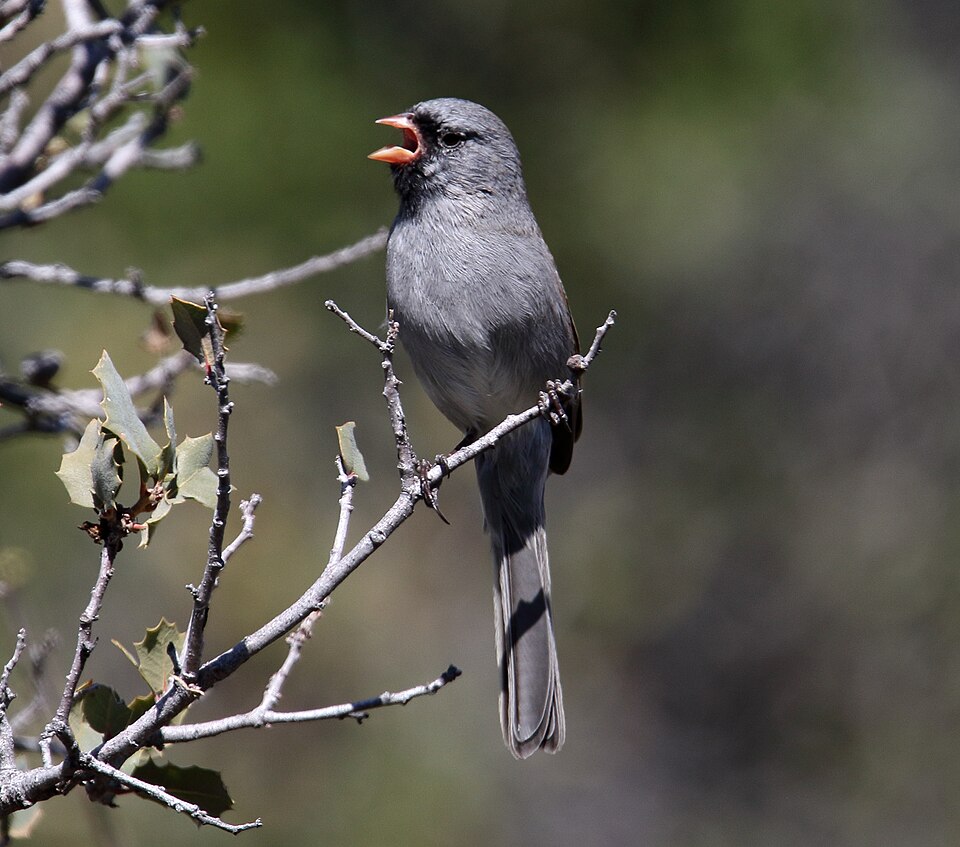 Black-chinned Sparrow
