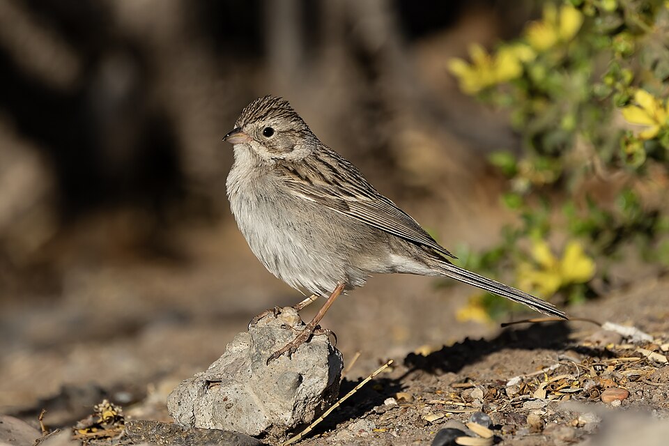 Brewer's Sparrow
