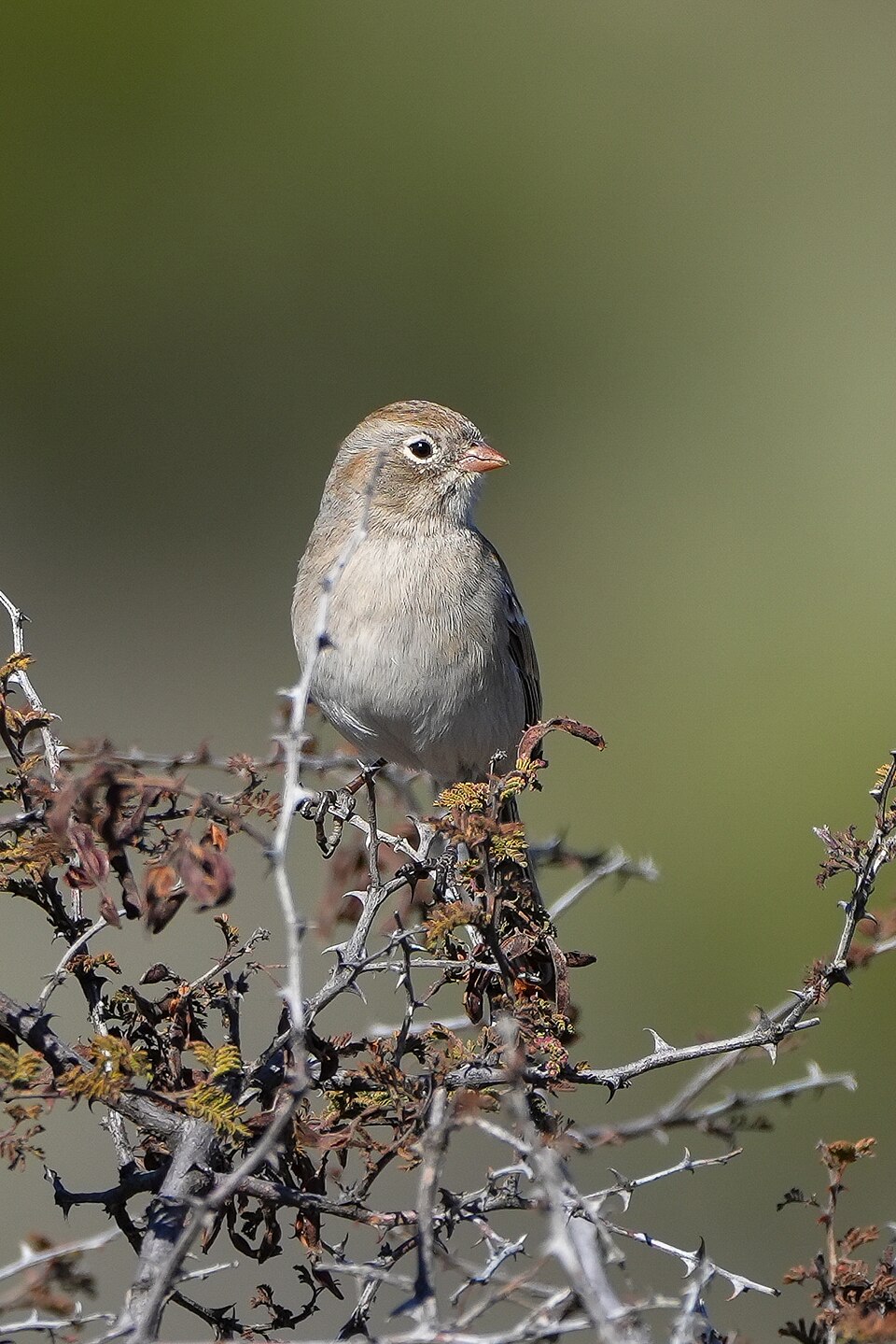 Worthen's Sparrow