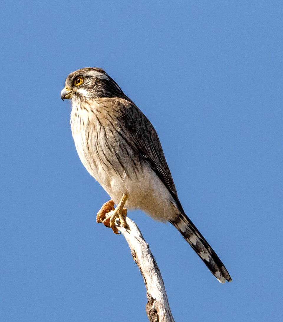 Spot-winged Falconet